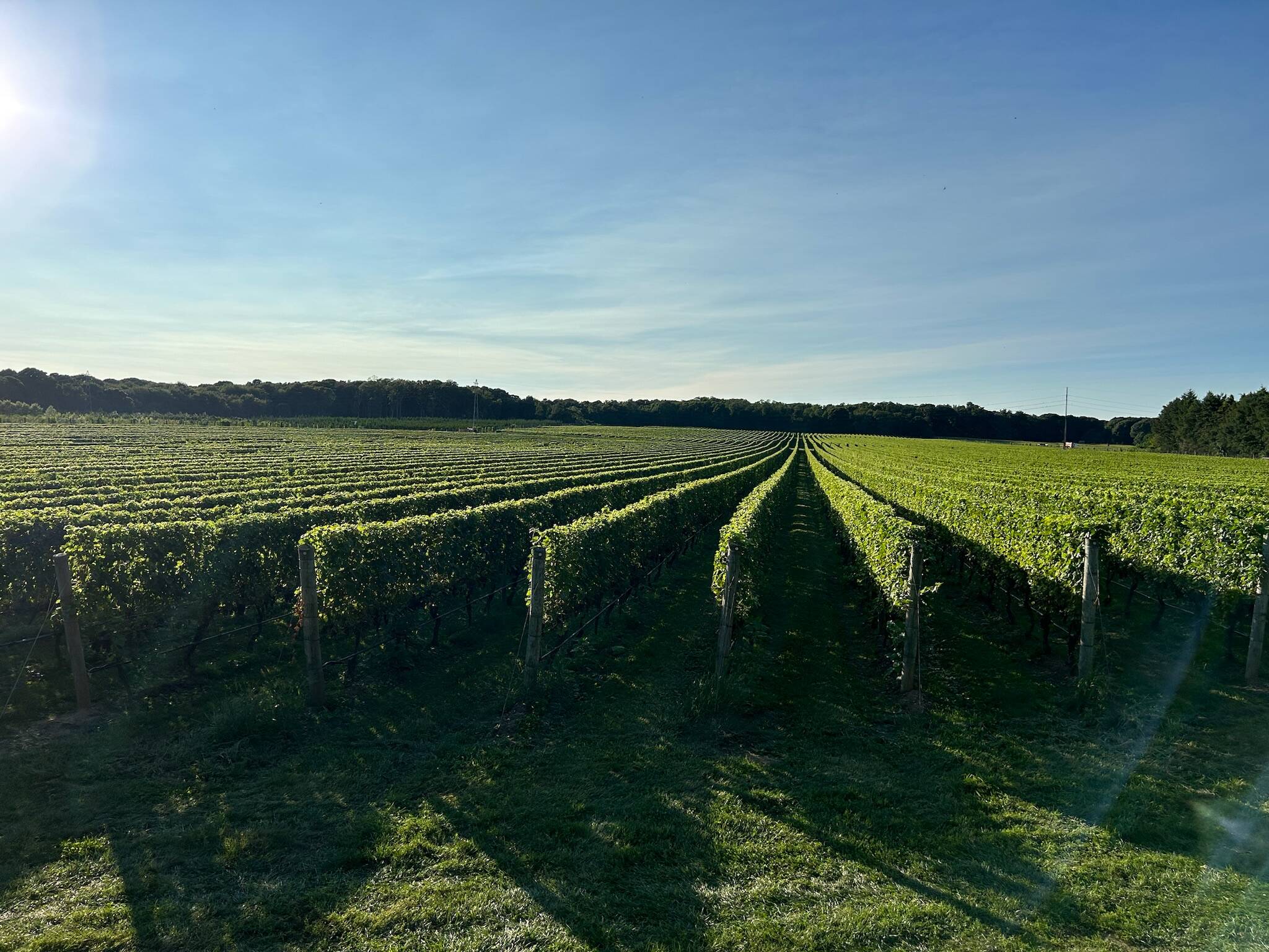 Home | Peconic Bay Vineyards